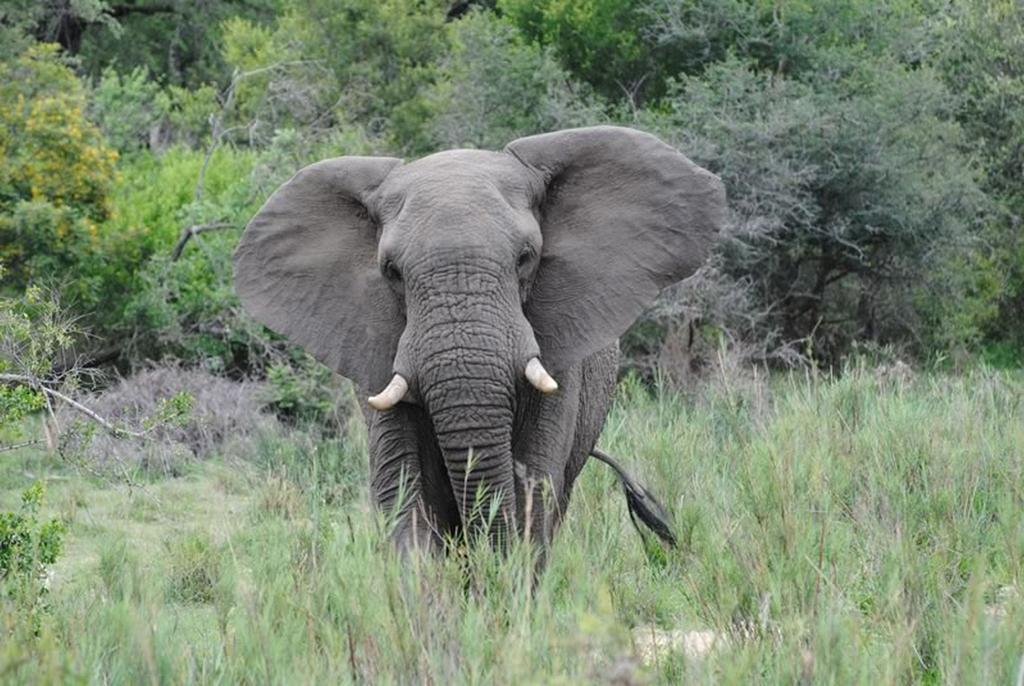 Thornybush Jackalberry Lodge Thornybush Game Reserve Exterior photo