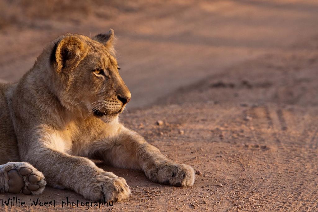 Thornybush Jackalberry Lodge Thornybush Game Reserve Exterior photo