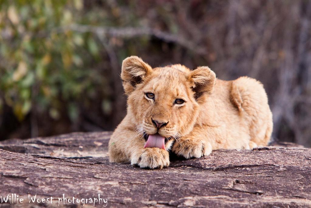 Thornybush Jackalberry Lodge Thornybush Game Reserve Exterior photo